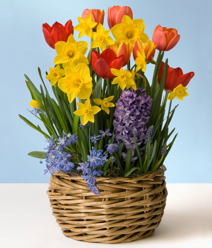 Dutch Delight Bulb Garden