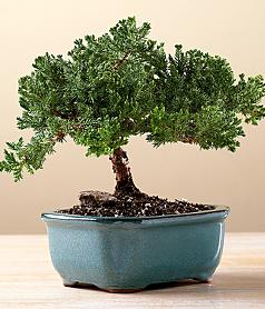 Juniper Bonsai