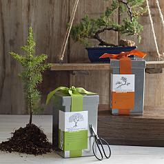 bonsai growing kit