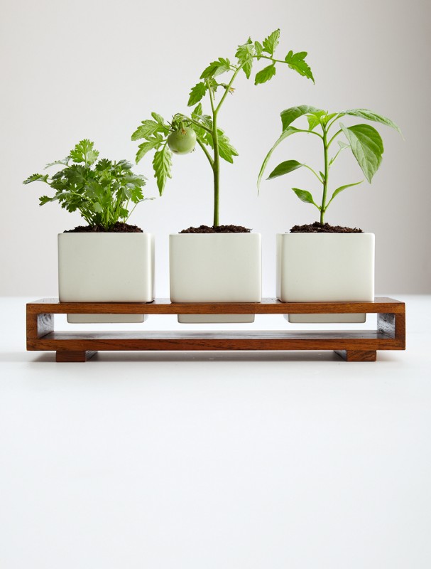 culinary salsa growing kit