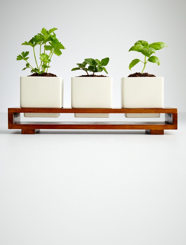 culinary herb growing kit