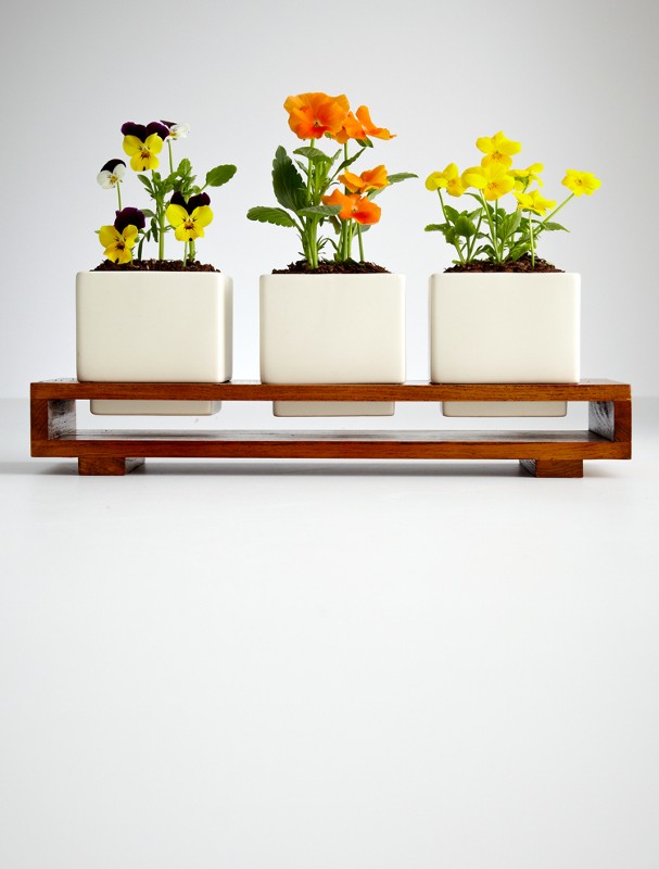 culinary edible flower growing kit