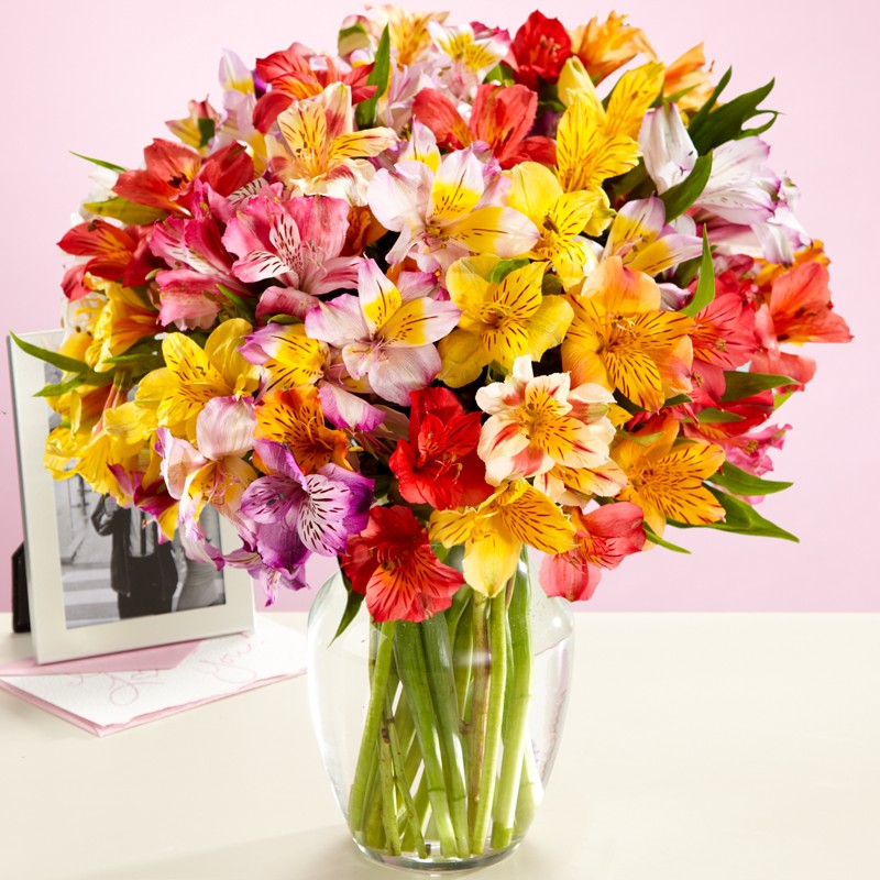 100 Blooms of Peruvian Lilies