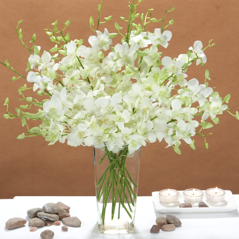 White Dendrobium Orchids