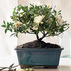 Gardenia Bonsai