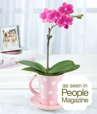 Tea Party Teacup Orchid