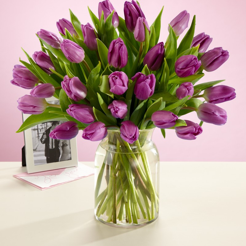 30 Purple Tulips