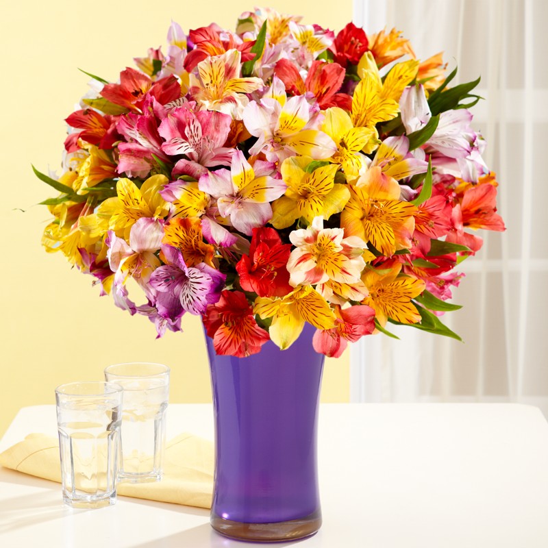 100 Blooms of Peruvian Lilies