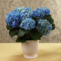 potted blue hydrangea