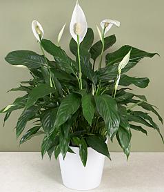 Sympathy Peace and Love Lily