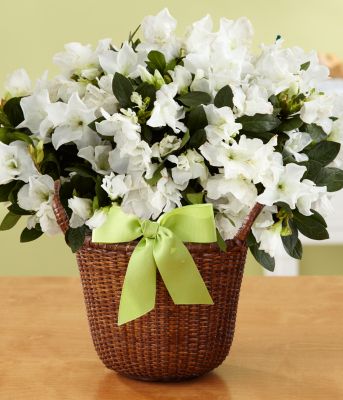 Comforting Thoughts Potted White Azalea