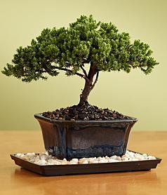 juniper bonsai