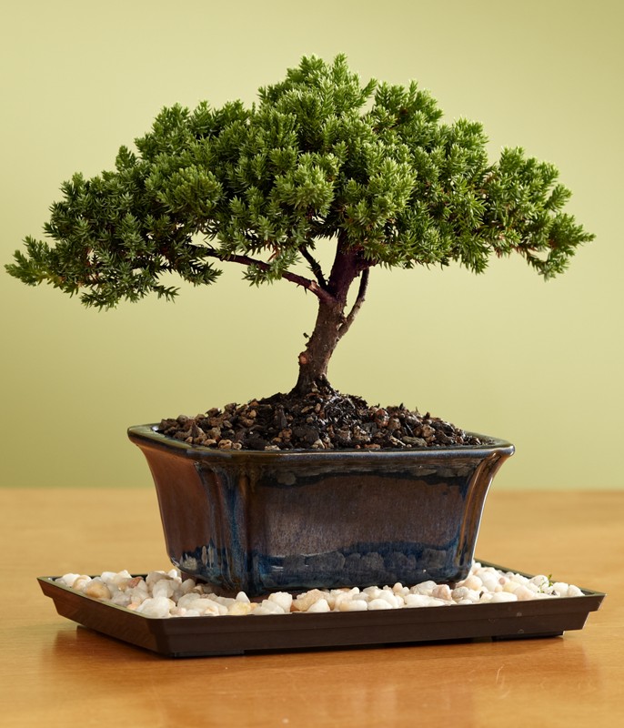 juniper bonsai