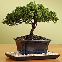 Juniper Bonsai