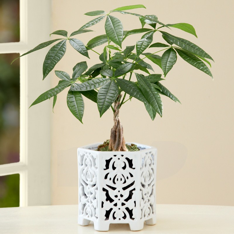 Braided Money Tree