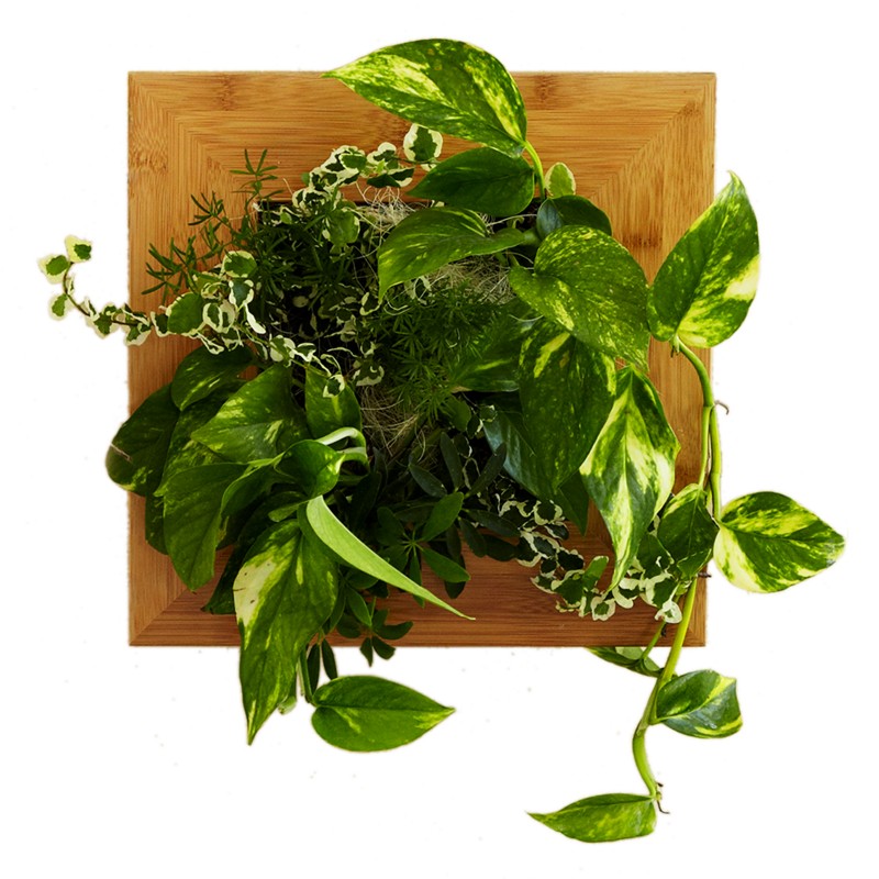 Wallflower Vertical Garden