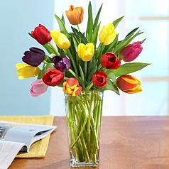 Multi-Colored Tulips