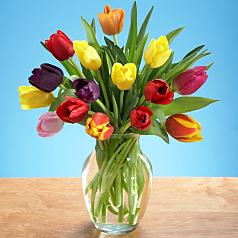 Multi-Colored Tulips