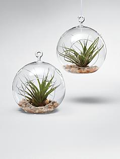 glass garden globe + plant