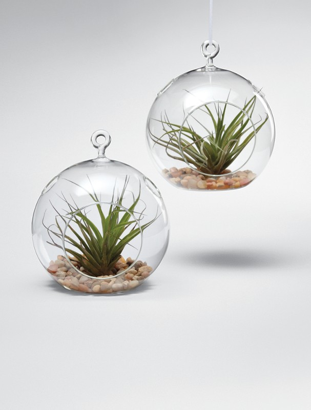 glass garden globe + plant