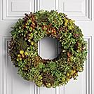 living succulent wreath