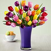 30 Multi-Colored Tulips