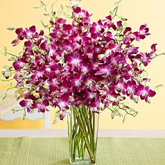 Deluxe Purple Dendrobium Orchids