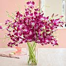 Purple Dendrobium Orchids