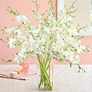 White Dendrobium Orchids