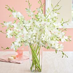 White Dendrobium Orchids
