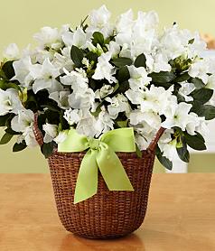 Comforting Thoughts Potted White Azalea