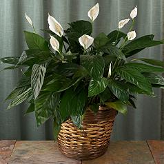 premium sympathy peace lily
