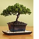 juniper bonsai