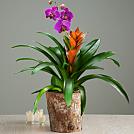 Exotic Orchid Garden