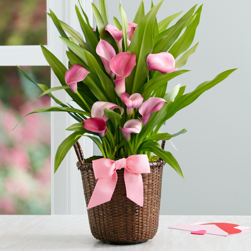 Potted Pink Calla Lilly