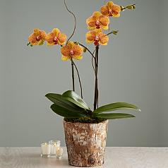 Potted Double Stem Kaleidoscope Orchid