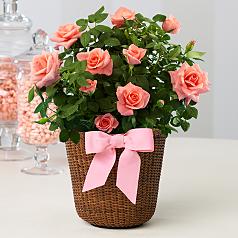 Potted Pink Rose