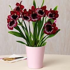 Cabernet Pansy Orchid